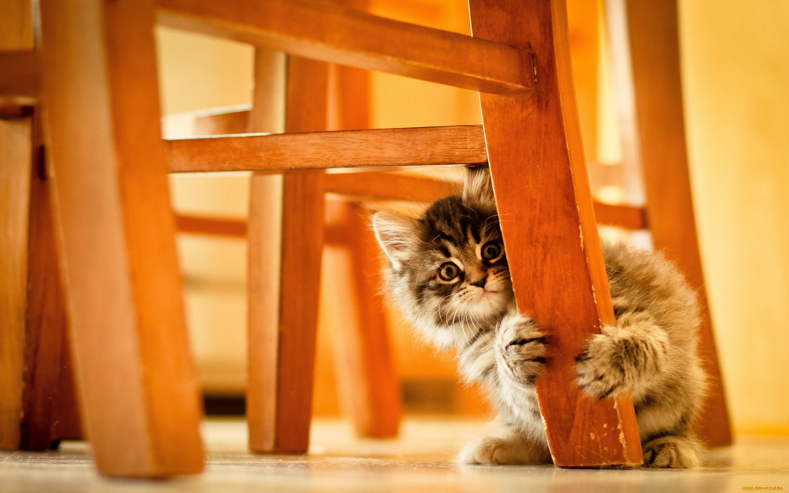 Кот прячется под диваном в новом доме